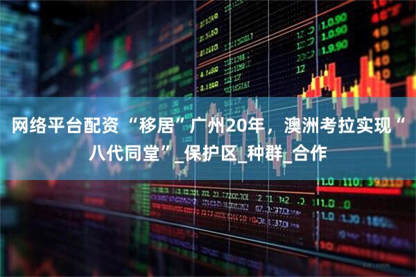 网络平台配资 “移居”广州20年，澳洲考拉实现“八代同堂”_保护区_种群_合作