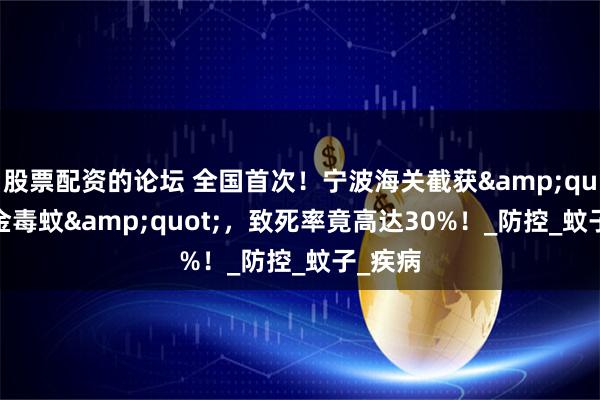 股票配资的论坛 全国首次！宁波海关截获&quot;黄金毒蚊&quot;，致死率竟高达30%！_防控_蚊子_疾病
